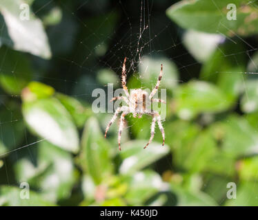 Spider Web spider auf Web außerhalb European Garden Spider oder Kreuz Orb-Weaver, Essex, England, Großbritannien Stockfoto