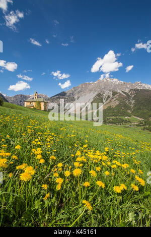 Gelbe Blumen und grüne Wiesen Rahmen die Kirche von Oga Bormio Stilfser Joch Nationalpark obere Veltlin Lombardei Italien Europa Stockfoto