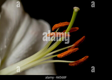 Die staubgefäße der eine weiße Lilie vor einem schwarzen Hintergrund kontrastiert Stockfoto