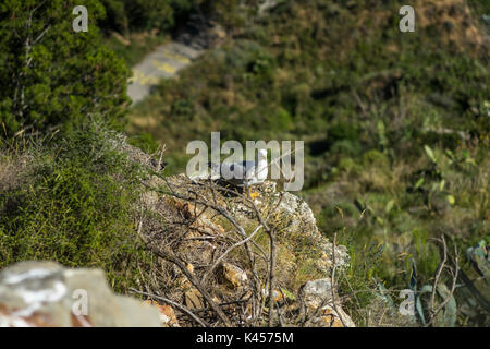 Seagull sitzen auf den Klippen am Meer und auf den Park. Stockfoto