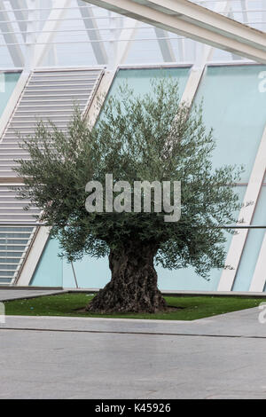 Extrem alten Olivenbaum durch moderne umgeben Stockfoto