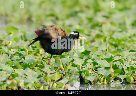 Bronze - winged Jacana, Keoladeo Ghana National Park, Rajasthan, Indien/(Metopidius indicus) | Hindublatthuehnchen, Keoladeo Ghana Nationalpark Stockfoto