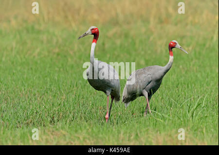 Sarus Crane, Paar, Keoladeo Ghana National Park, Rajasthan, Indien/(Grus Antigone) | Saruskranich, Paar, Keoladeo Ghana Nationalpark, Rajasthan Stockfoto