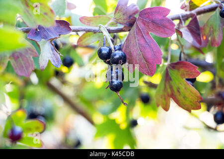 Beeren von schwarzen Johannisbeeren in einem Garten Stockfoto