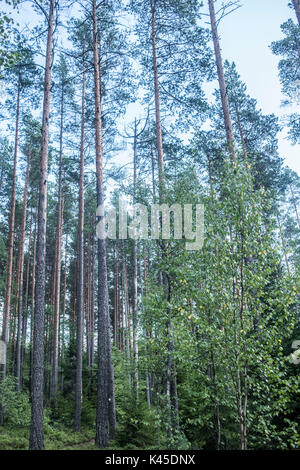 Nationalpark Fin Teijo Südfinnland Teijo Nationalpark ist ein Nationalpark in Südfinnland, Finnland im Perniö Gebiet der Gemeinde Salo.Land Stockfoto