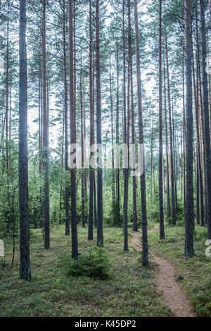 Nationalpark Fin Teijo Südfinnland Teijo Nationalpark ist ein Nationalpark in Südfinnland, Finnland im Perniö Gebiet der Gemeinde Salo.Land Stockfoto