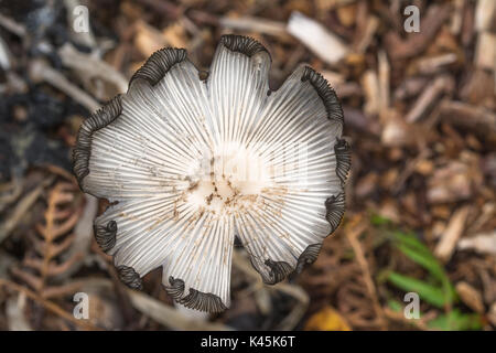 Nahaufnahme der Fliegenpilz (Coprinopsis lagopus), auch bekannt als Hare's Foot inkcap, von oben Stockfoto