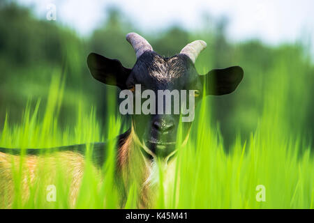 Inländische Ziege (schwarz bangol), schwarze und rote Farbe, rangpur, Bangladesch Stockfoto
