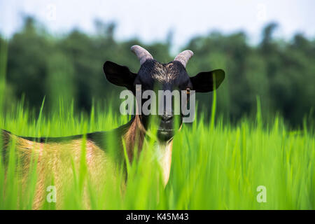 Inländische Ziege (schwarz bangol), schwarze und rote Farbe, rangpur, Bangladesch Stockfoto
