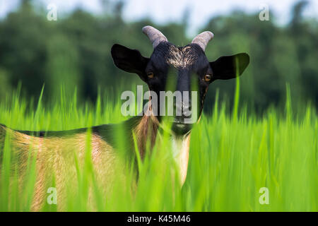 Inländische Ziege (schwarz bangol), schwarze und rote Farbe, rangpur, Bangladesch Stockfoto