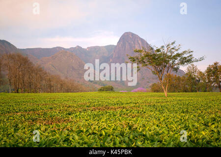 Zentral-Afrika, Malawi, Blantyre Bezirk. Tee-Farmen Stockfoto