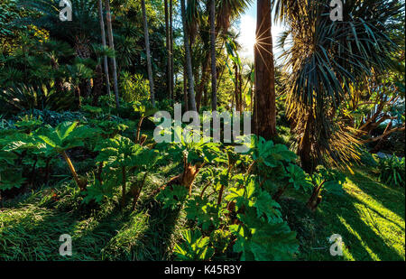 Gunnera manicata in der Villa Carlotta, botanischer Garten, der TREMEZZINA, Comer See, Lombardei, Italien Stockfoto