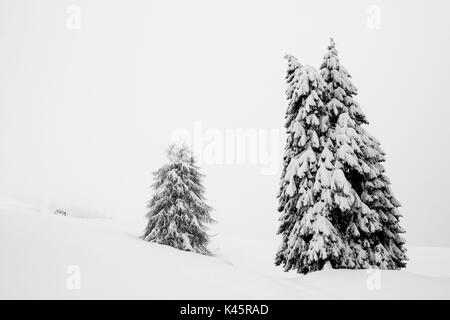 Lärche, Hochebene von Asiago in der Provinz Vicenza, Venetien, Italien. Bäume im Schnee. Stockfoto