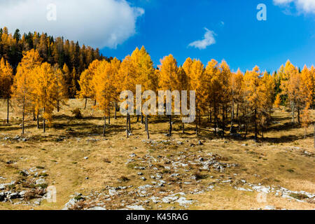 Hochebene von Asiago in der Provinz Vicenza, Venetien, Italien. Lärchen im Herbst. Stockfoto