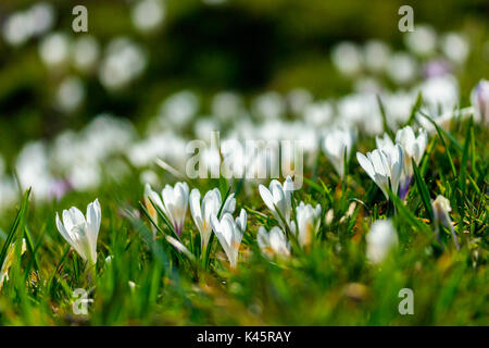 Hochebene von Asiago in der Provinz Vicenza, Venetien, Italien. Crocus Blumen im Frühling. Stockfoto