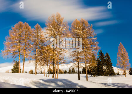 Bäume, Hochebene von Asiago in der Provinz Vicenza, Venetien, Italien. Gruppe Lärchen im Winter. Stockfoto