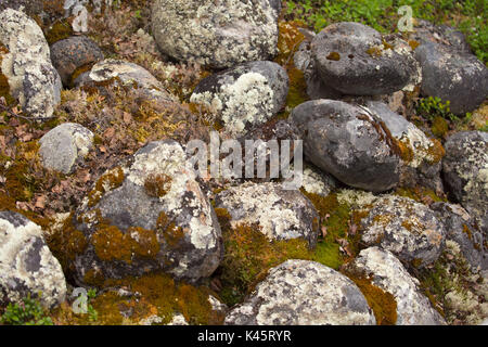 Moos und Flechten auf Felsen, Lappland Stockfoto