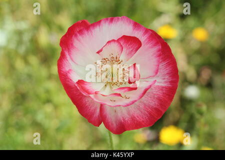 Wahre Shirley Mohn (Papaver rhoeas) blühen in einem Englischen bildliche Wiese neben dem Bischof Blume (Ammi majus im Sommer (Juli), UK Stockfoto