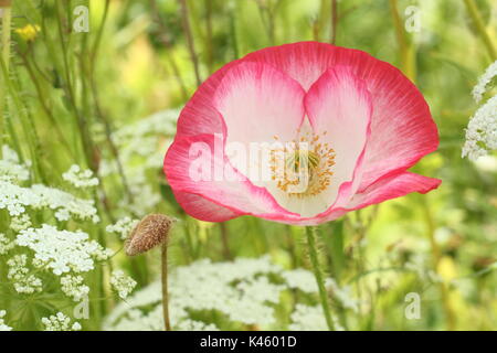 Wahre Shirley Mohn (Papaver rhoeas) blühen in einem Englischen bildliche Wiese neben dem Bischof Blume (Ammi majus im Sommer (Juli), UK Stockfoto