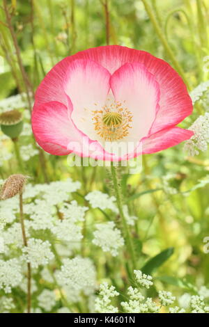 Wahre Shirley Mohn (Papaver rhoeas) blühen in einem Englischen bildliche Wiese neben dem Bischof Blume (Ammi majus im Sommer (Juli), UK Stockfoto