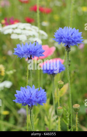 Blaue kornblumen (Centaurea cyanus), Bishop's Blume (Ammi majus) und Shirley Mohn (Papaver rhoeas) im Englischen gesät Wiese im Sommer (Juli), UK Stockfoto