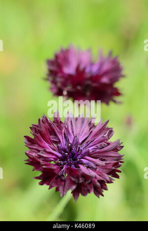 Centaurea cyanus "Black Ball" Kornblumen in voller Blüte im Sommer (Juli), UK Stockfoto