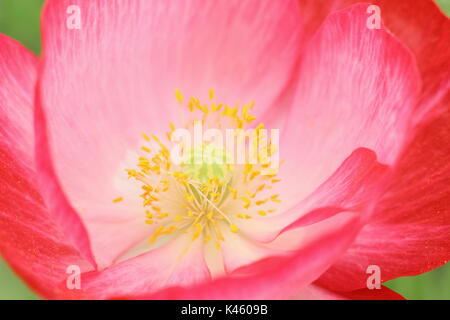 Wahre Shirley Mohn (Papaver rhoeas) Anzeige von weißer Sockel, Staubgefäße und seidigen Blüten, Blütezeit, die in einer englischen gesät Wiese im Sommer (Juli), UK Stockfoto