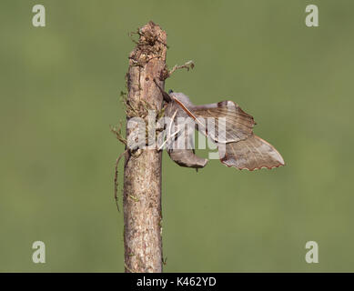 Seitenansicht einer Pappel Hawk-moth, Laothoe populi, auf Stick mit grünem Hintergrund Stockfoto