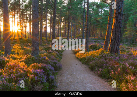 Sonnenuntergang und Licht auf die Bäume Abernathy, Wald, Cairngorms National Park, Schottland, Großbritannien Stockfoto