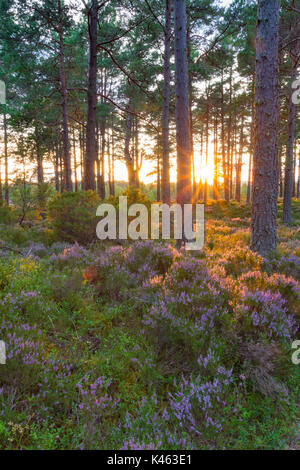 Sonnenuntergang und Licht auf die Bäume Abernathy, Wald, Cairngorms National Park, Schottland, Großbritannien Stockfoto