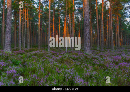 Sonnenuntergang und Licht auf die Bäume Abernathy, Wald, Cairngorms National Park, Schottland, Großbritannien Stockfoto