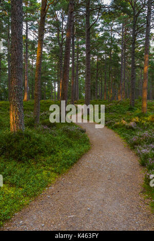 Sonnenuntergang und Licht auf die Bäume Abernathy, Wald, Cairngorms National Park, Schottland, Großbritannien Stockfoto