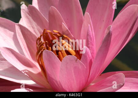 Detailansicht Der schöne rosa Blumen auf einem Victoria wasserlilie Anlage Stockfoto