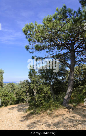 Kiefer (Pinus) Stockfoto