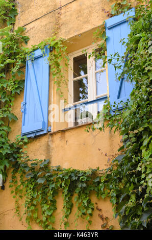 Japanische Kriechgang (parthenocissus Tricuspidata) in einem alten Stadthaus, Grimaud, Frankreich Stockfoto