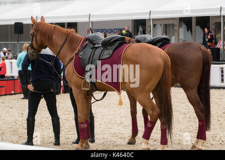 Sport Pferde stehen auf den Sand nach dem Wettbewerb. Stockfoto