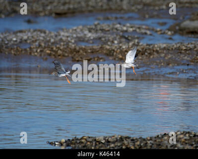 Rotschenkel Tringa totanus,, im Flug über Morecambe Bay, Lancashire, Großbritannien Stockfoto