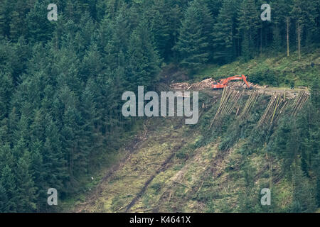 Baum - holzeinschlag Arbeiten an Coillte Forstwirtschaft Land in Wicklow Hochland in Irland Stockfoto