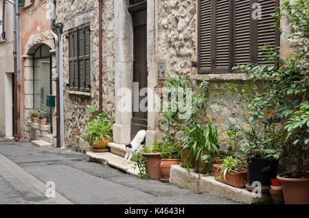 Katze in friont eines alten Stadthaus mit Blumentöpfen, Vence, Frankreich Stockfoto