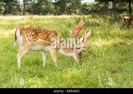 Männlichen Damwild mit neuen vollständigen Geweih und Streifen aus Samt im Phoenix Park, Dublin, Irland Peeling Stockfoto