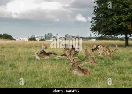 Männlichen Damwild im Phoenix Park, Dublin, Irland, einer der größten städtischen Parks in Europa mit der Stadt Skyline im Hintergrund Stockfoto