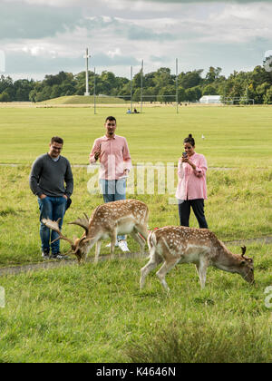 Touristen die Auseinandersetzung mit einigen der großen Damwild Herde an Dublins Phoenix Park. Stockfoto