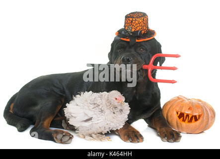 Rottweiler, Huhn und Halloween Kürbis vor weißem Hintergrund Stockfoto