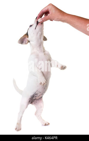 Welpe Jack Russel Terrier vor weißem Hintergrund Stockfoto