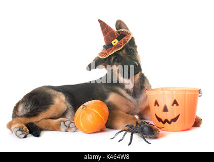 Welpe Schäferhund und Halloween vor weißem Hintergrund Stockfoto