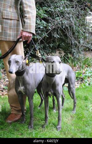 Whippets mit Handler, 2017, CHAP-Olympiade in London. Stockfoto