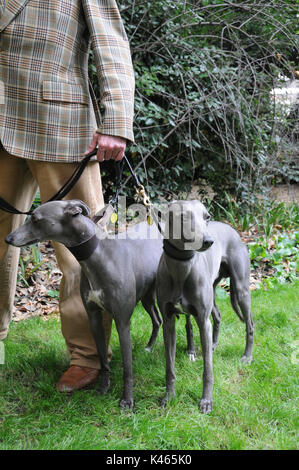 Whippets mit Handler, 2017, CHAP-Olympiade in London. Stockfoto