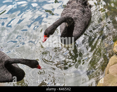 Ein Paar schwarze Schwäne auf dem Wasser schwimmend. Blick von oben. Stockfoto