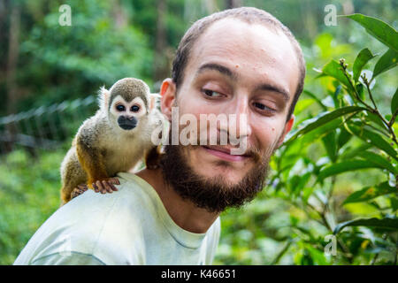 Pocket Monkey (aka Finger Monkey) Hopfen auf den Menschen zurück in die amaru Natur in Ecuador am 21.August 2015 erhalten Stockfoto