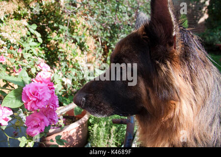 Deutscher Schäferhund beim Blumenschauen Stockfoto